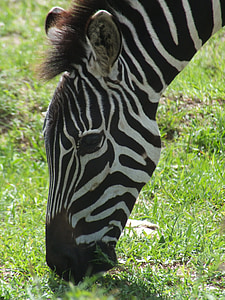 Zebra, cabeça, África, animal, listrado, retrato