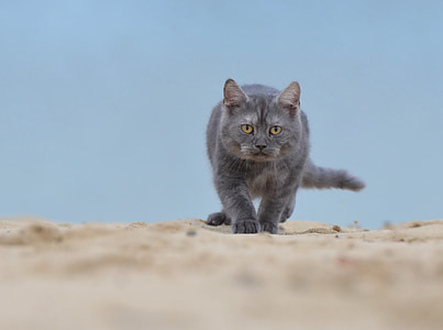 kočka, pláž, Mladá kočka