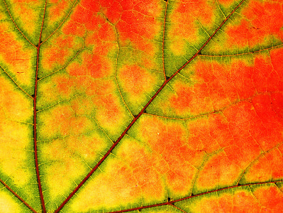 Sycamore, Leaf, strom, Príroda, Farba, jeseň, javor