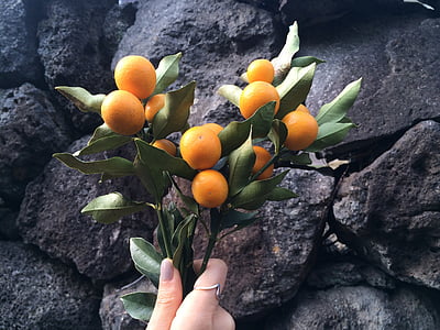 kumquat, kkingkkang, фабрика, плодове, природата, храна, свежест