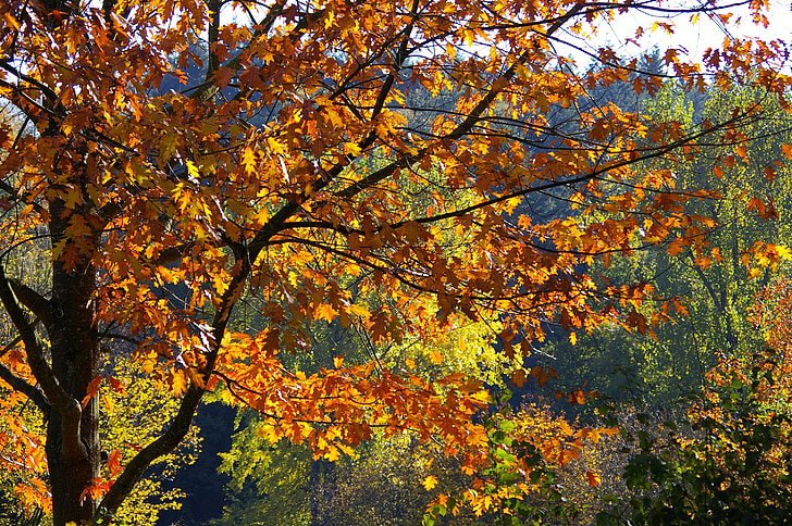 caduta, foglie, alberi, foglio di autunno, foglie di acero, autunno