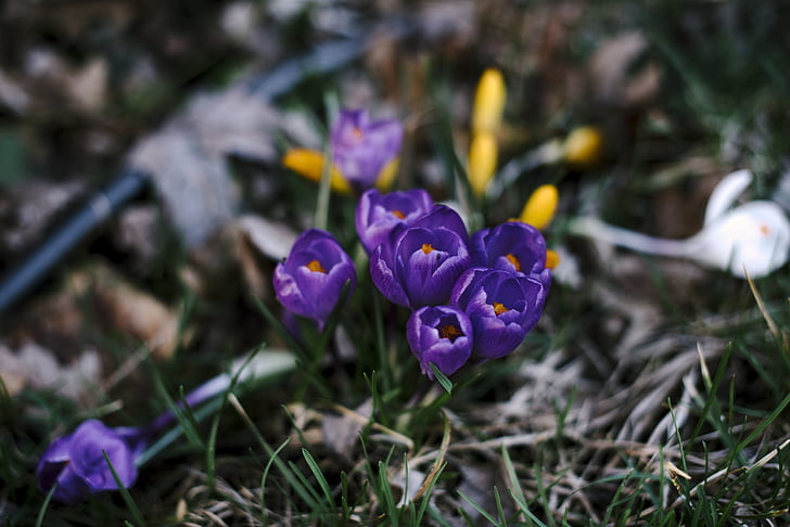 咲く, 花, 紫, 春, チューリップ, ロイヤリティの画像, 自然