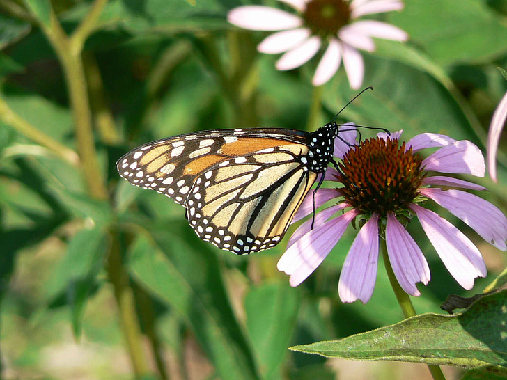 monarch butterfly, coneflower, danaus plexippus, insect, flower, bloom, blossom