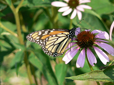 Monarch butterfly, echinacea purpurová, Danaus plexippus, hmyzu, kvet, kvet, kvet