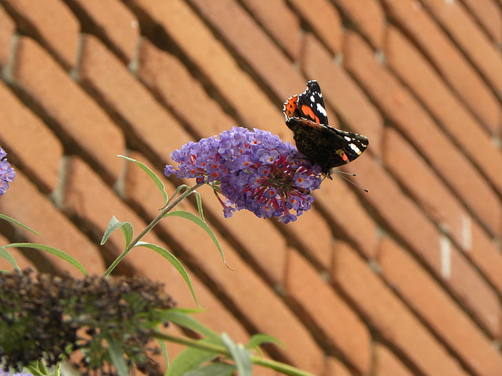 vlinder, Butterfly bush, Bush