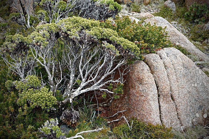 trees, rock, nature, landscape, mountain, natural, outdoor