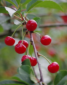 cherries, fruit, summer, nature, red, leaf, ripe