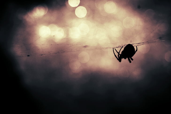 spindel, djur, insekt, Spiderweb, faran, bokeh, skrämmande