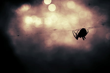 spider, animal, insect, spiderweb, danger, bokeh, scary