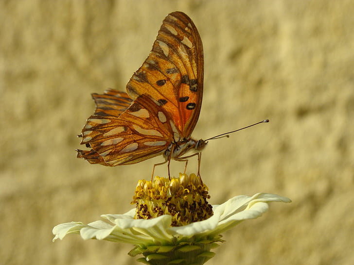 butterfly, garden, flowers, nature, insect, animal themes, butterfly - insect