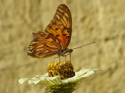 vlinder, Tuin, bloemen, natuur, insect, dierlijke thema 's, vlinder - insecten