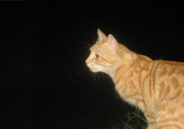猫, tomcat, 晚上