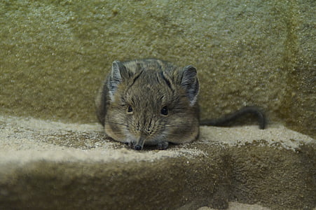 Προβοσκίδα είδος μικρού ποντικού, ποντίκι, πετούν στον τοίχο, Crouch, Κλείστε