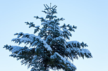 drevo, iglavcev, pozimi, sneg, krasno, Tree vrh, narave