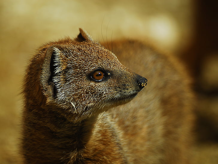 yellow mongoose, animal, mammal, wildlife, meerkat, animals In The Wild, nature