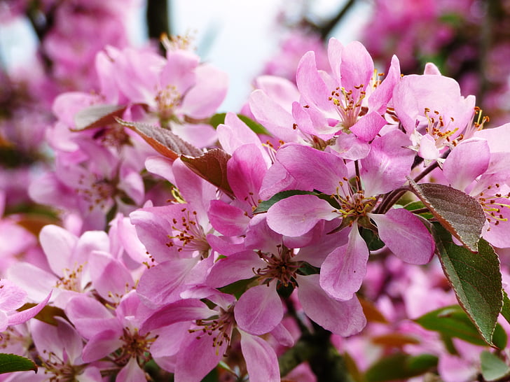 flower, flowers, magnolias, magnolia, closeup, macro, pink