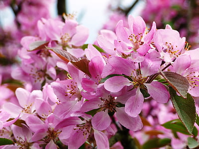 flower, flowers, magnolias, magnolia, closeup, macro, pink