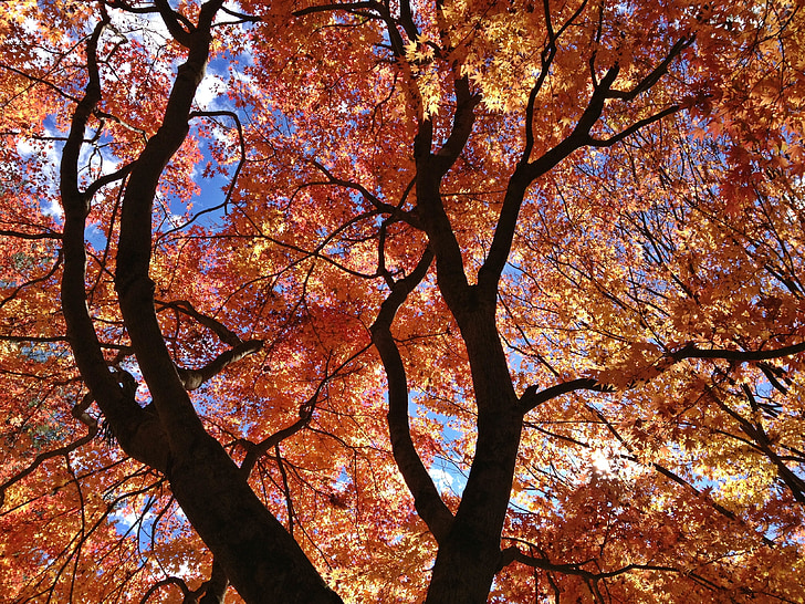 maple leaf, tree, landscape