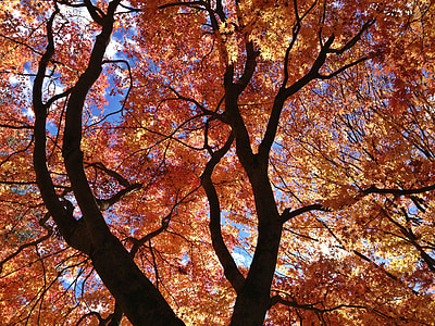 maple leaf, træ, landskab