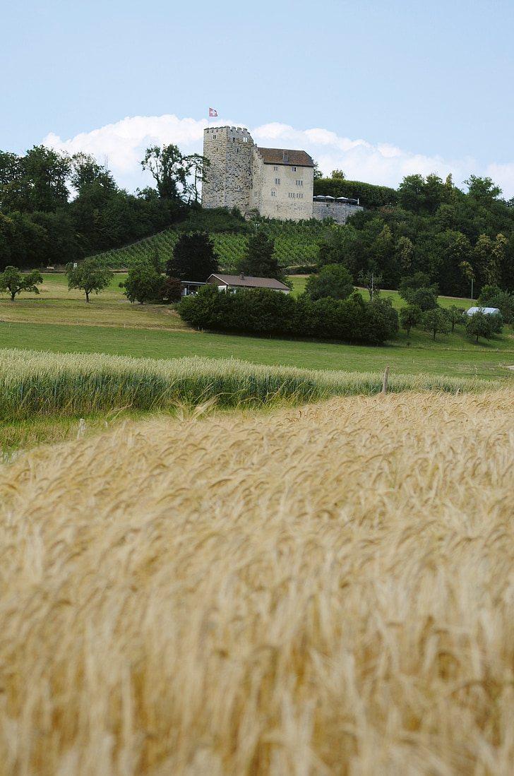 закрытые Габсбургов, Aargau, Швейцария, кукурузное поле, пейзаж