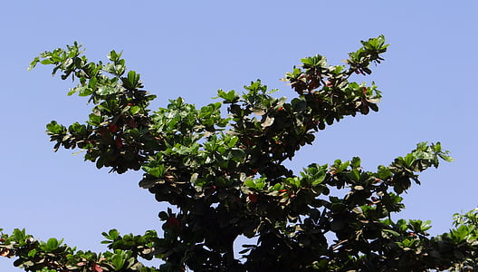 Tropical mandle, listy, Terminalia catappa, Indický mandlový, strom, listoví, listnaté