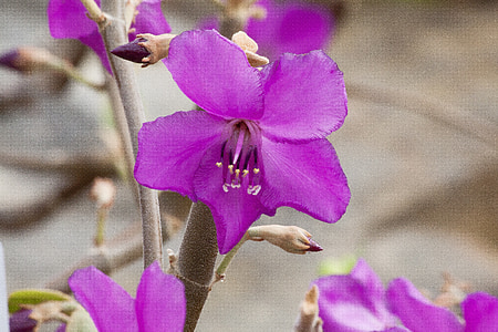 merianthera burlemarxii, 꽃, 블 룸, 꽃, 동쪽 브라질, 자연, 공장