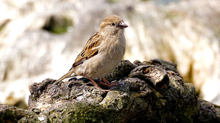 sparrow, bird, nature, close, sparrows, animal, wing