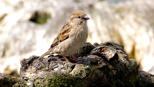 Sparrow, oiseau, nature, fermer, moineaux, animal, aile