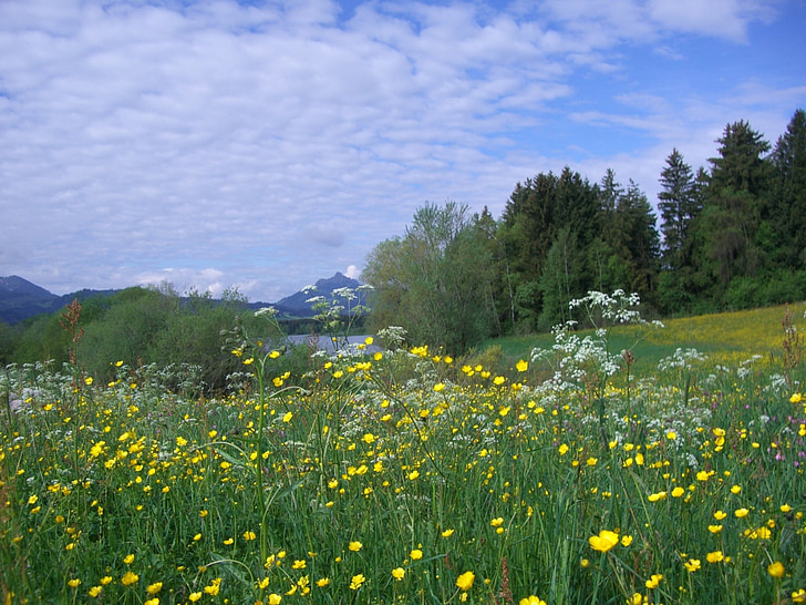 virág meadow, gruentensee, greened, virágok, sárga, a Buttercup, turbolya