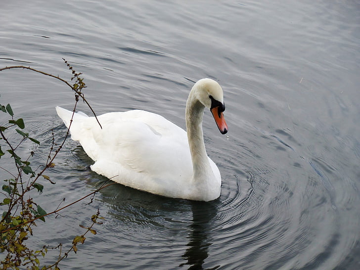 Swan, vták, Fauna, jazero, Príroda, rieka
