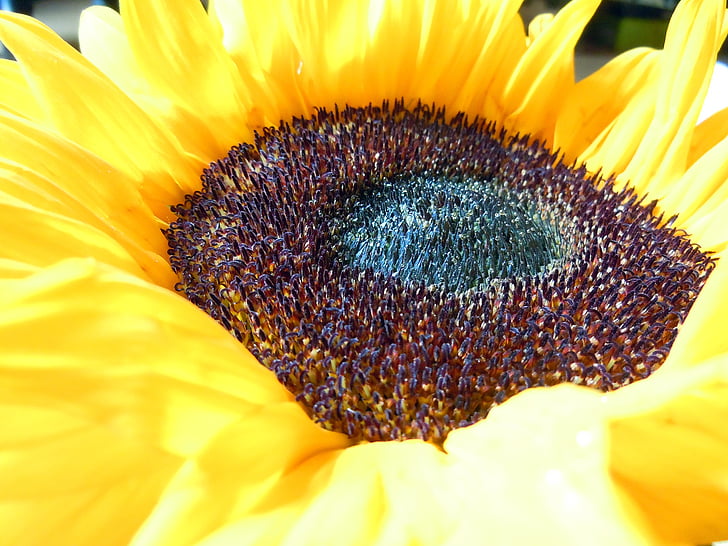 Sun flower, Zamknij, kwiat, Bloom