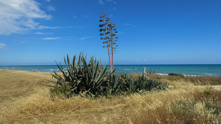 Chypre, Perivolia, Aloe vera, domaine, arbre, nature, paysage