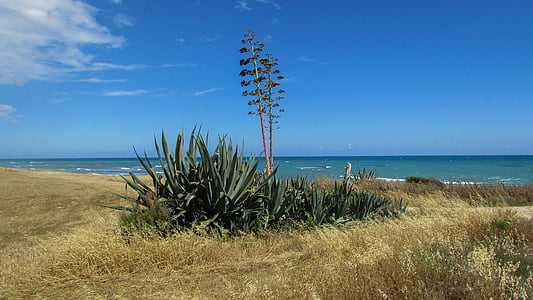 Chipre, Perivolia, Aloe vera, campo, árbol, naturaleza, paisaje