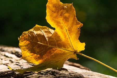 efterår, falder, orange, natur, oktober, træ, skov
