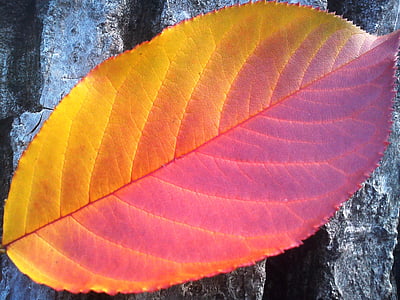 foliage, autumn, red, yellow, seasons
