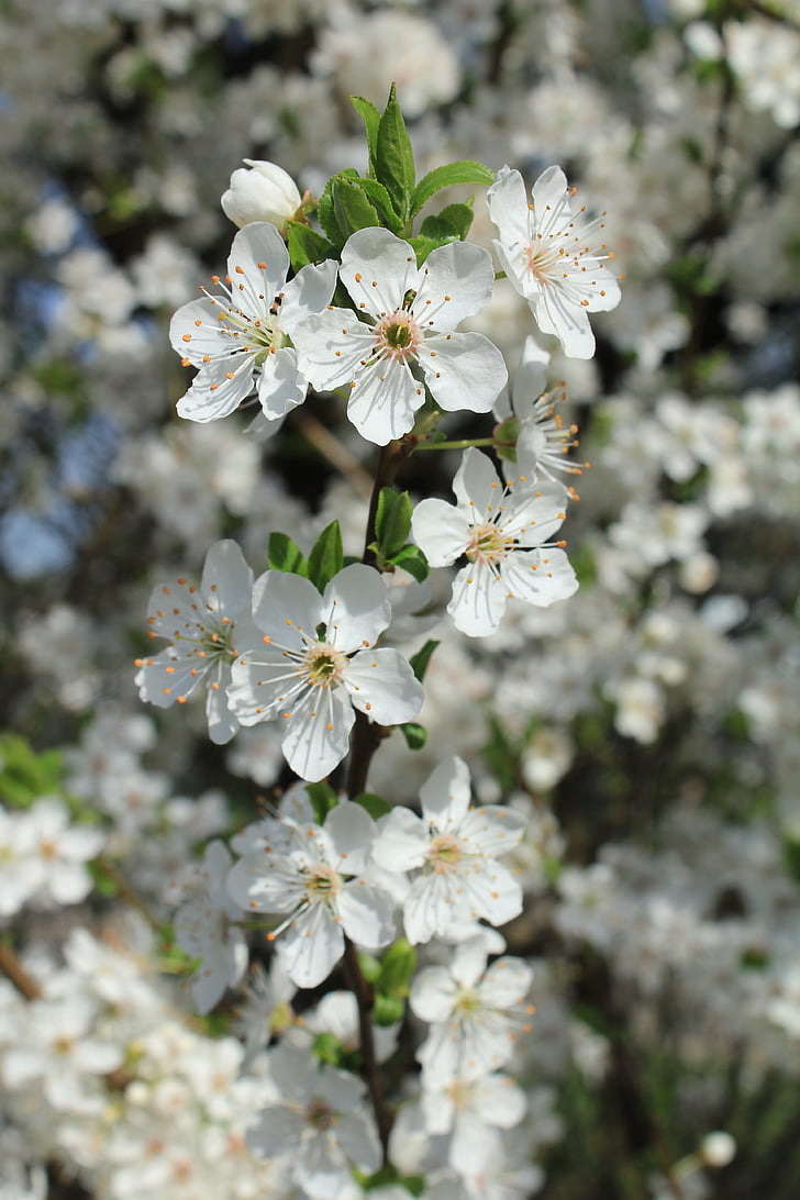 Blossom, fiori, bianco, primavera