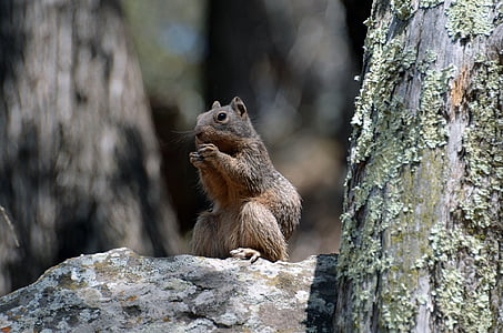 바위 다람쥐, 먹는, 너트, 바위, 모피, 꼬리, 귀여운