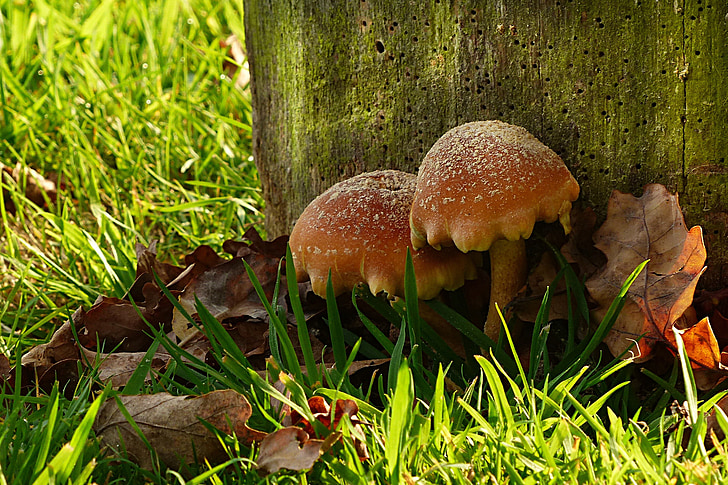 nature, mushrooms, autumn, fall foliage, wood pile