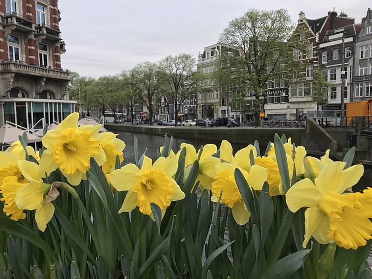 daffodils, flower, bloom, spring, amsterdam, canal, floral