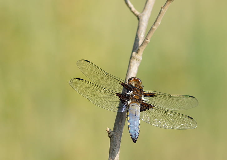 dragonfly, černořitka, nature