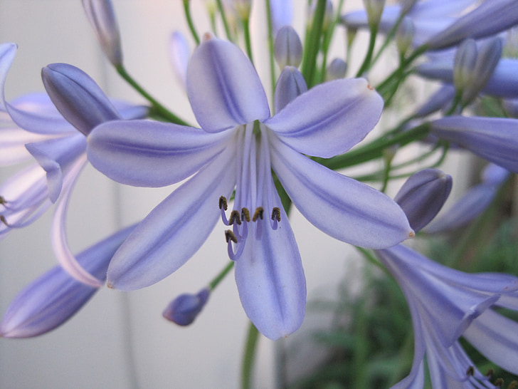 Agapanthus africanus, blu-viola, colore delicato, fiore di amore, fiore di Agape, pianta di lampadina, pianta resistente