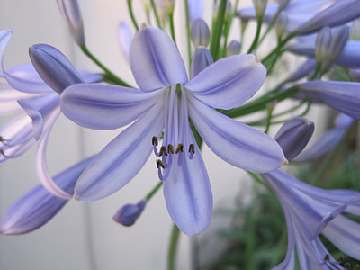 Αγαπάνθου λουλούδι, μπλε-μωβ, λεπτό χρώμα, λουλούδι αγάπης, Agape λουλούδι, λάμπα φυτών, σκληραγωγημένο φυτό