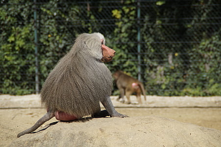 babouin, singe, vieux, son dos, gris, s’asseoir, montre, chef