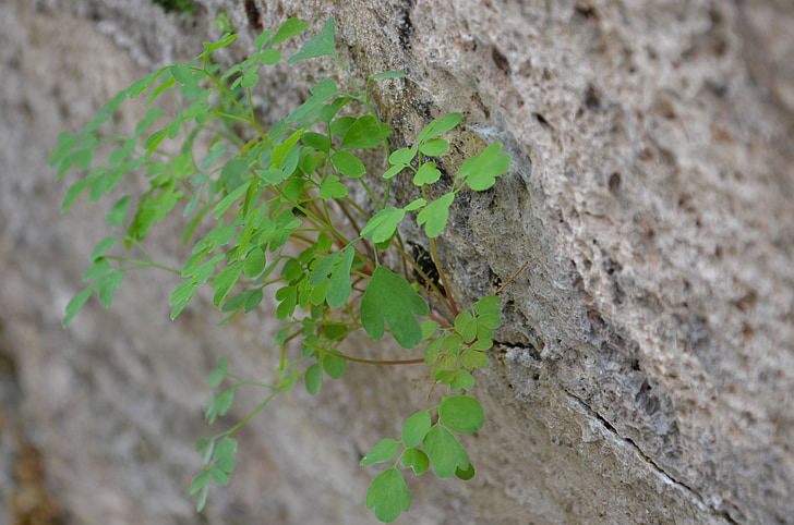 dinding, tanaman, alam, menjatuhkan, hijau