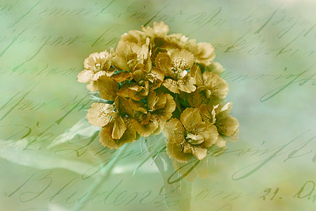 фоновое изображение, цветок, романтический