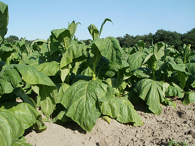 velden, tabak, blad, landbouw, boerderij, plant, groen