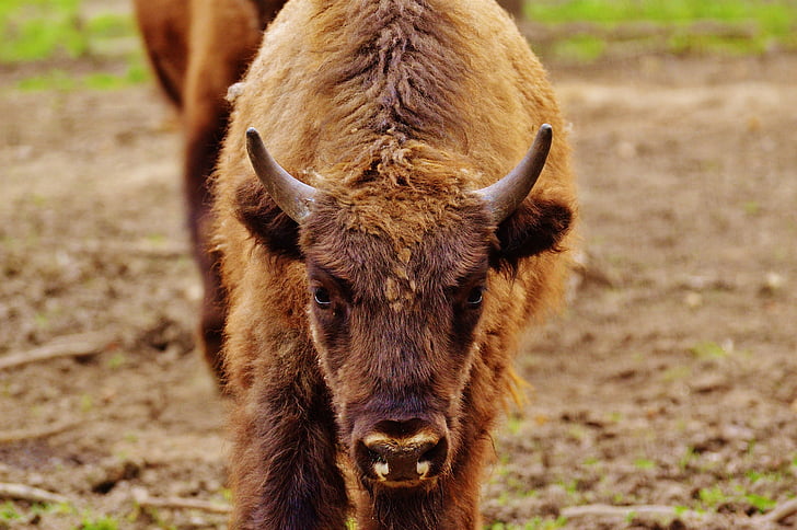 bison, Wildpark poing, vilda djur, djurvärlden, djur, däggdjur, gräs