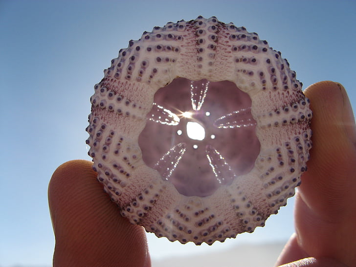 sea urchin, shell, beach, sun, round, sunshile, hand