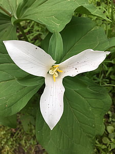 Trillium, alb, flori albe, Wildflower, primavara, înflorit, sălbatice