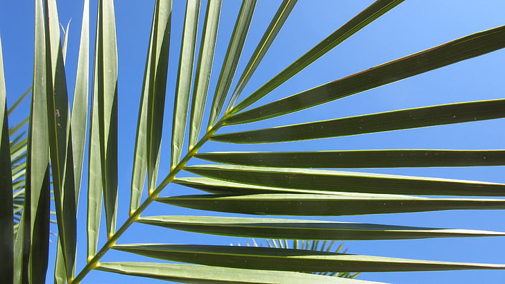 fan palm, pozostawia, niebo, liść palmowy, wentylator w kształcie, Tematy, wzór